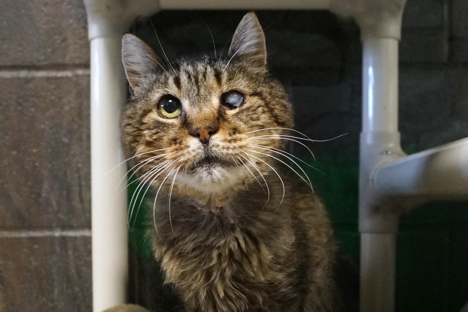 Enlarge Mojito, a Adoptable mixed breed in New Milford, CT image 5/6