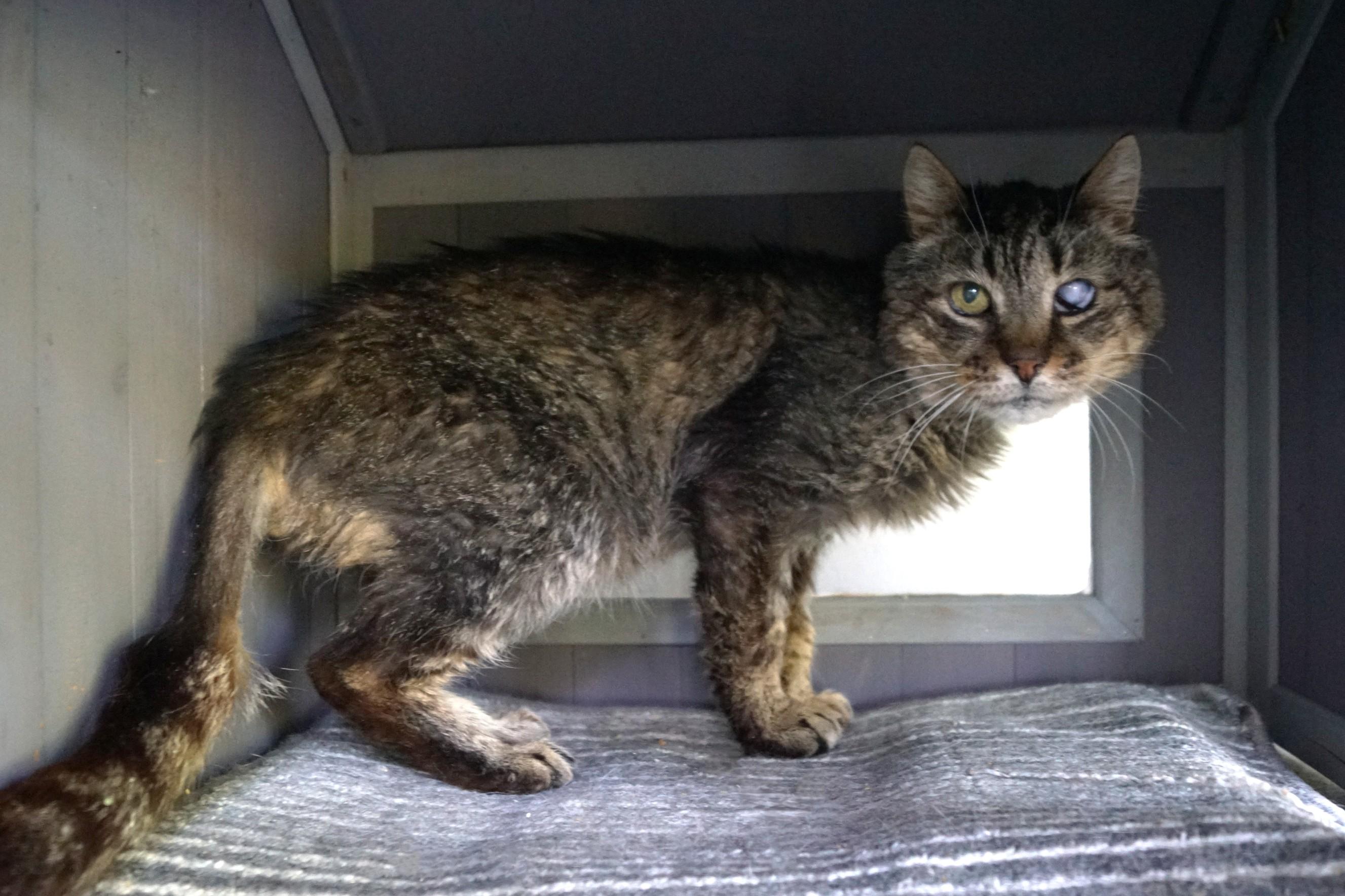Enlarge Mojito, a Adoptable mixed breed in New Milford, CT image 3/6