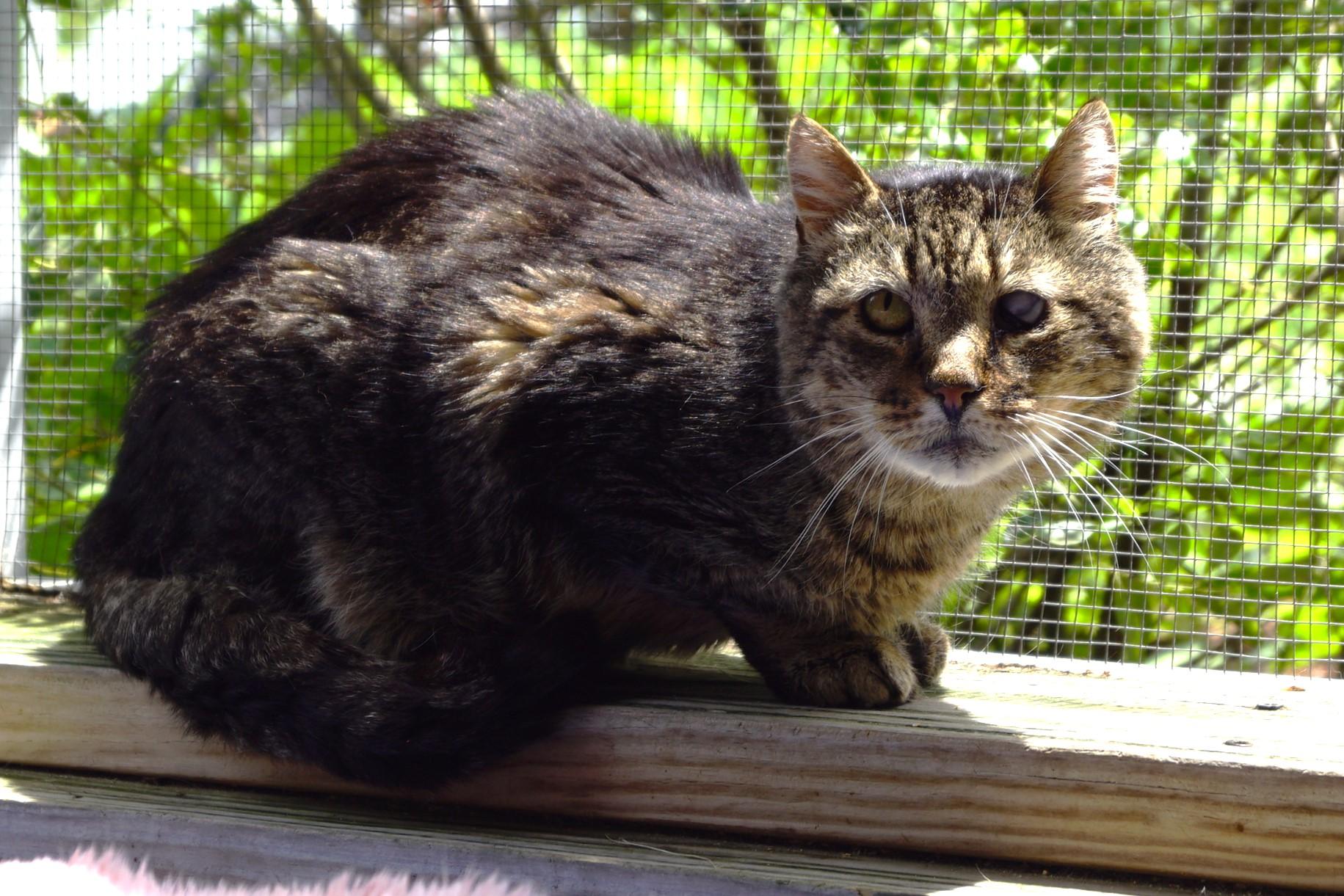 Mojito, a Adoptable mixed breed in New Milford, CT image 5/6