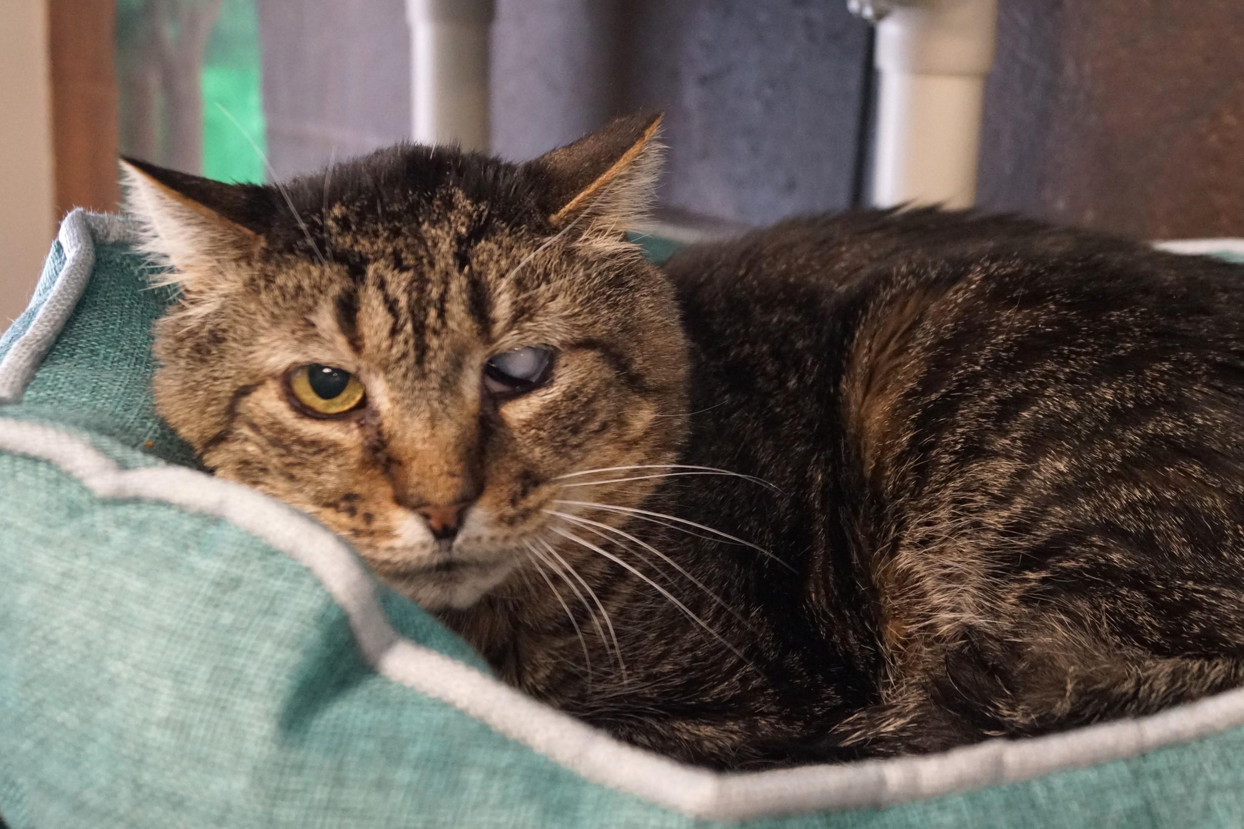 Mojito, Adult Male Tabby