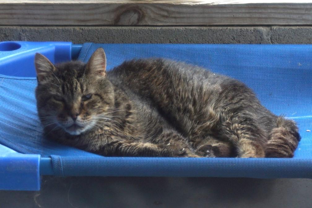 Mojito, Adoptable, Adult Male Tabby & Domestic Short Hair.