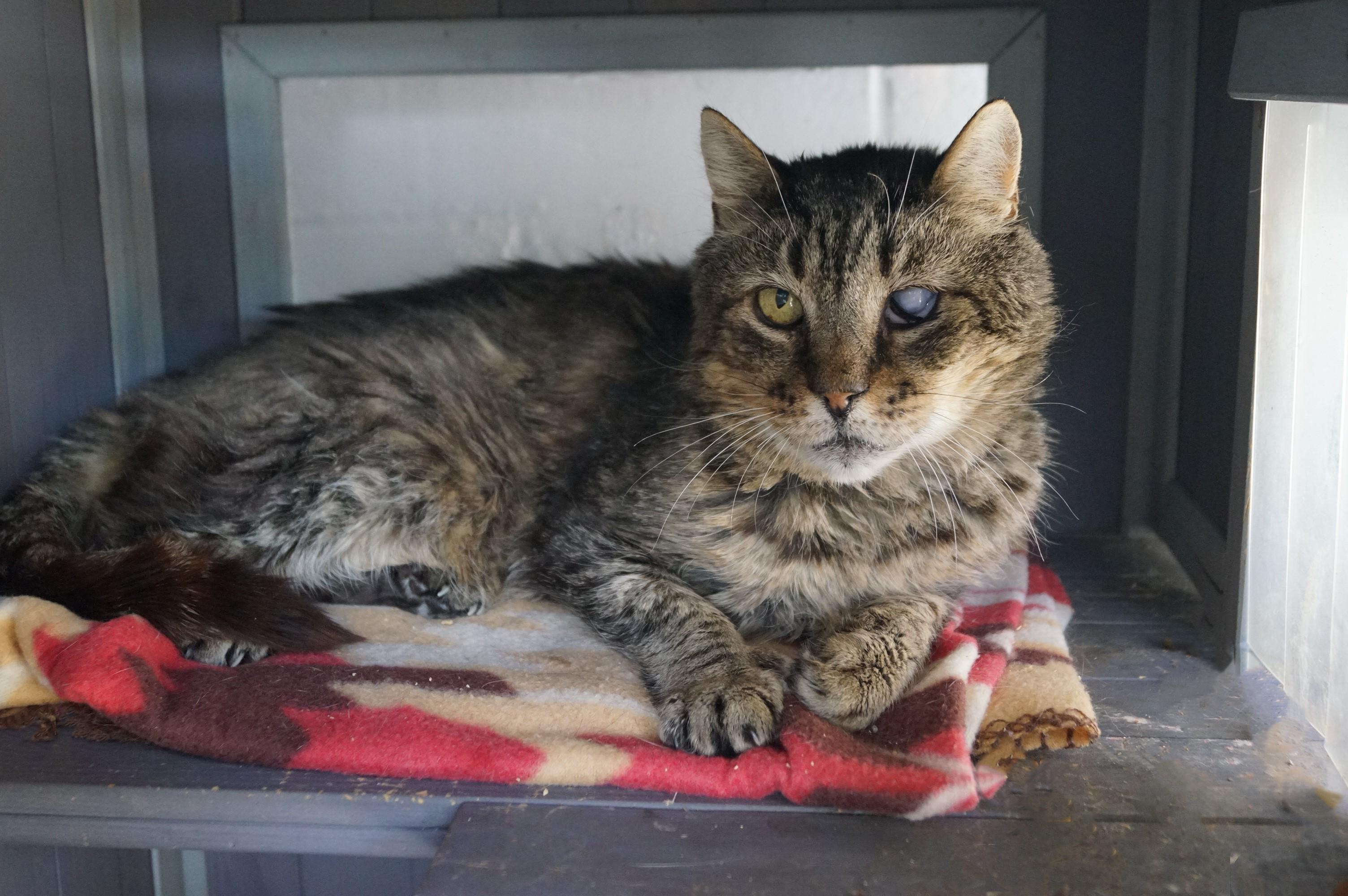 Mojito, Adoptable, Adult Male Tabby & Domestic Short Hair.