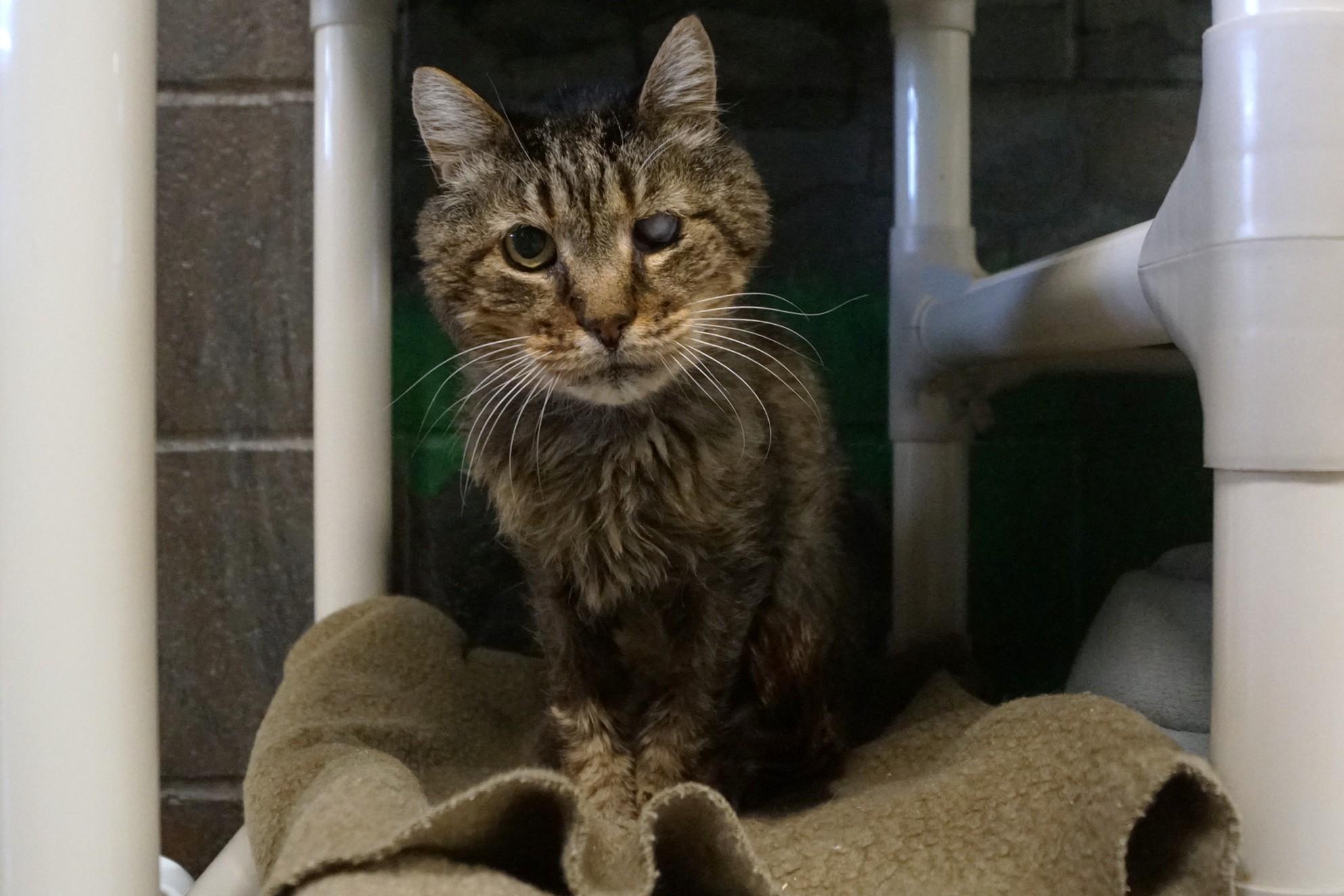 Mojito, Adoptable, Adult Male Tabby & Domestic Short Hair.