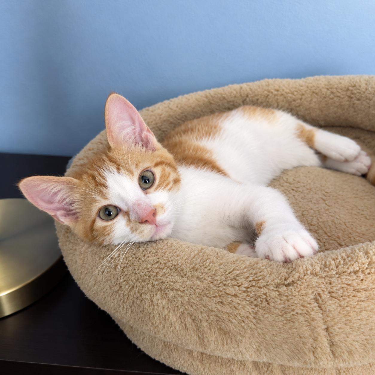 Enlarge Tuna, a Adoptable Domestic Short Hair in Pittsburgh, PA image 4/5