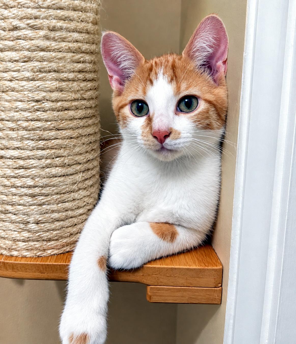 Enlarge Tuna, a Adoptable Domestic Short Hair in Pittsburgh, PA image 5/5