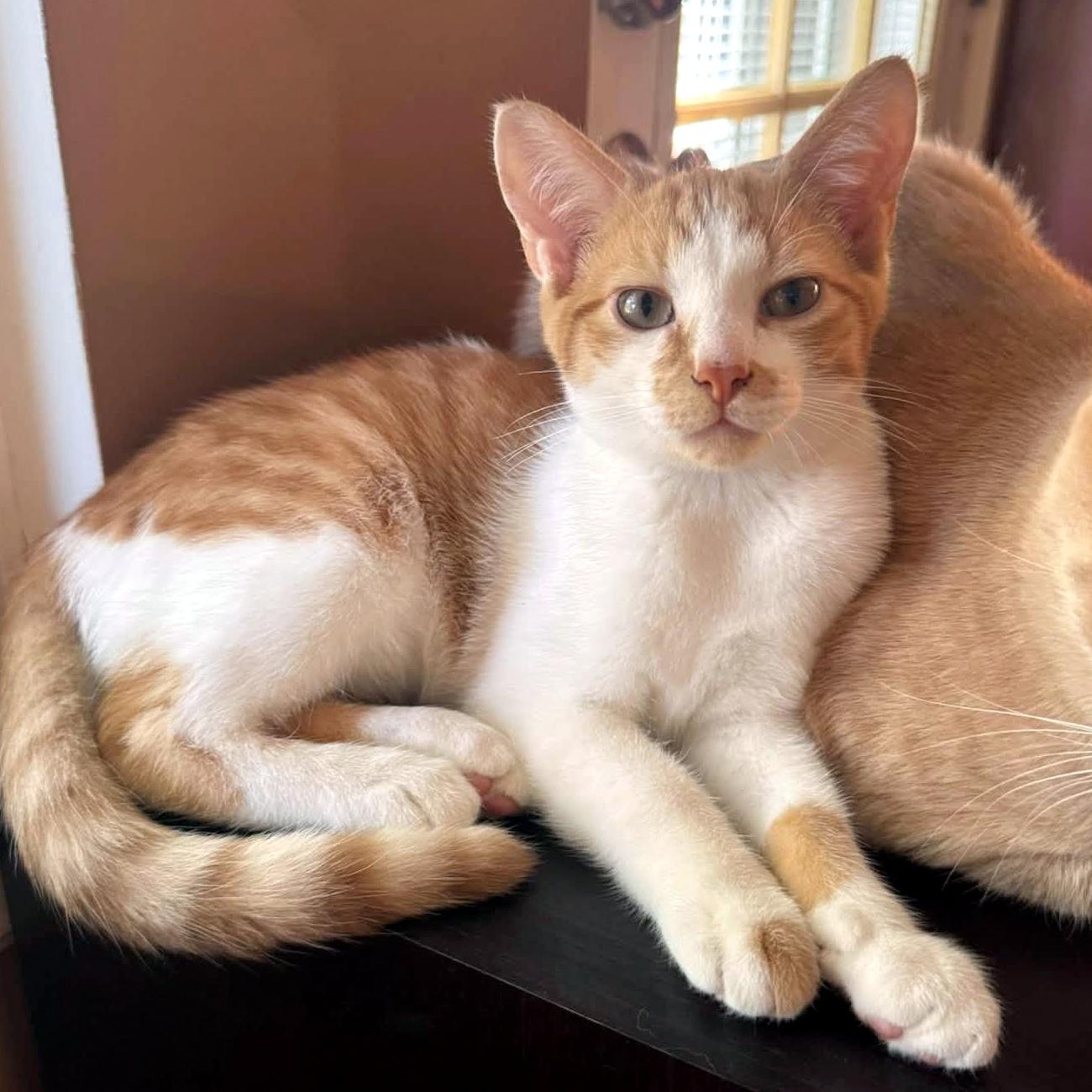 Tuna, Adoptable, Kitten Male Domestic Short Hair.