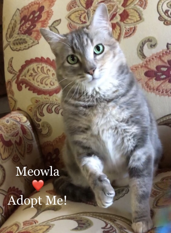 Meowla photo 3