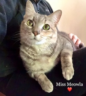 Meowla, Adult Female Domestic Short Hair