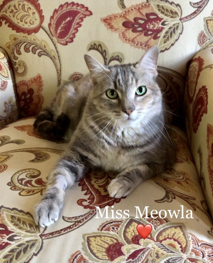 Meowla photo 2