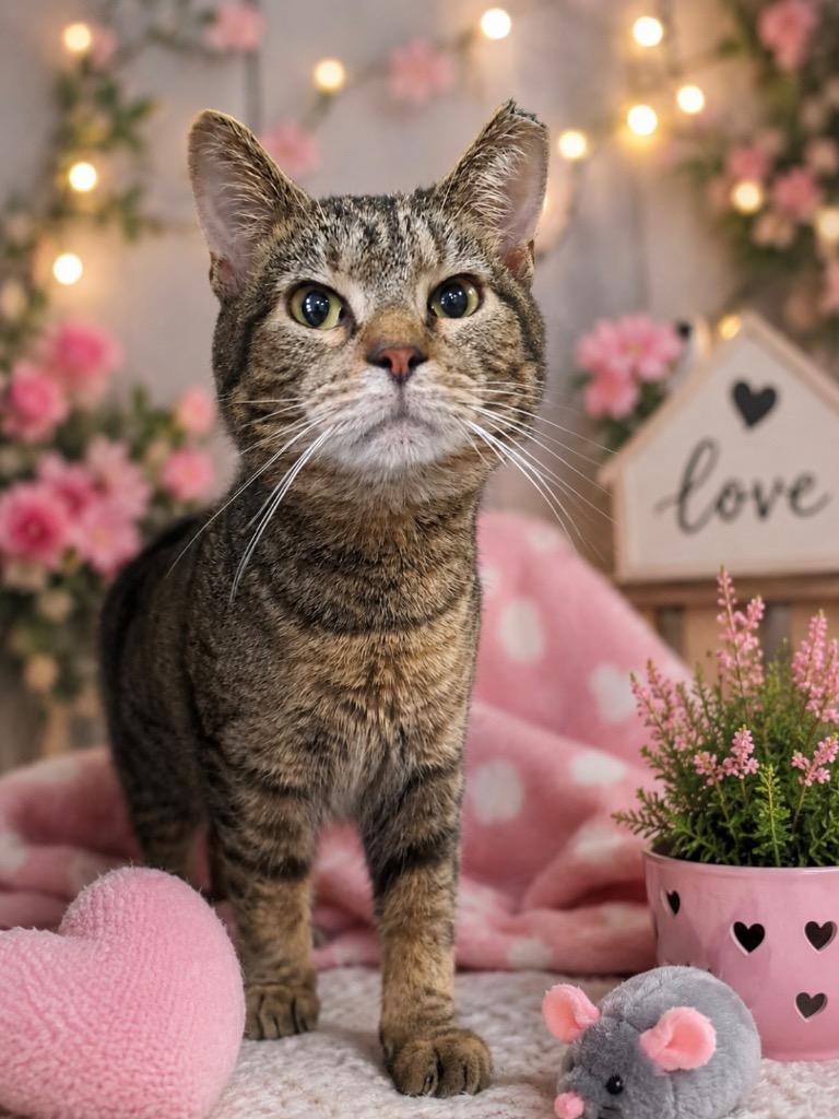 Enlarge Ozzy, a Adoptable mixed breed in New Manchester, WV image 1/6
