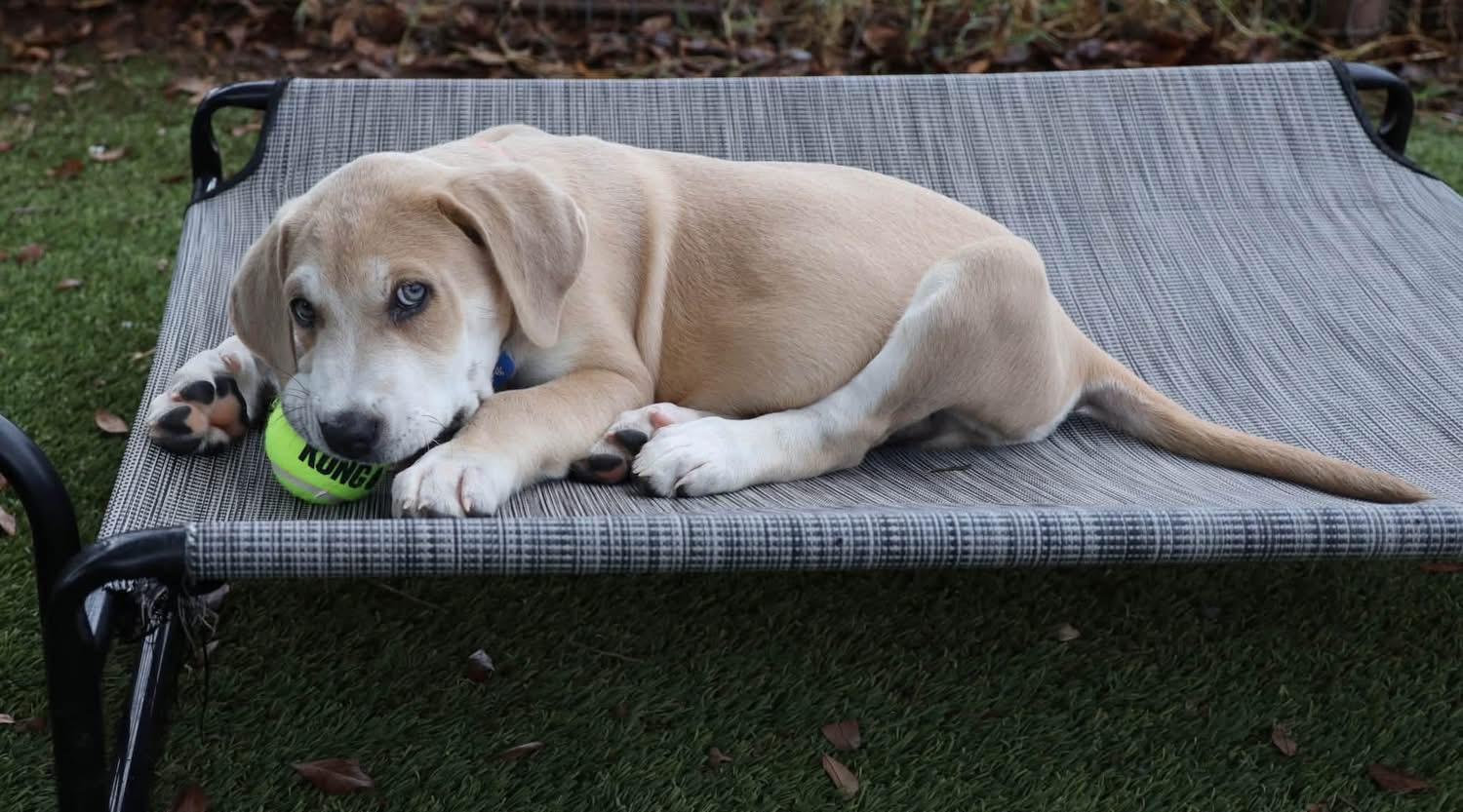 Enlarge Andy, a Adopted mixed breed in Southlake, TX image 2/2