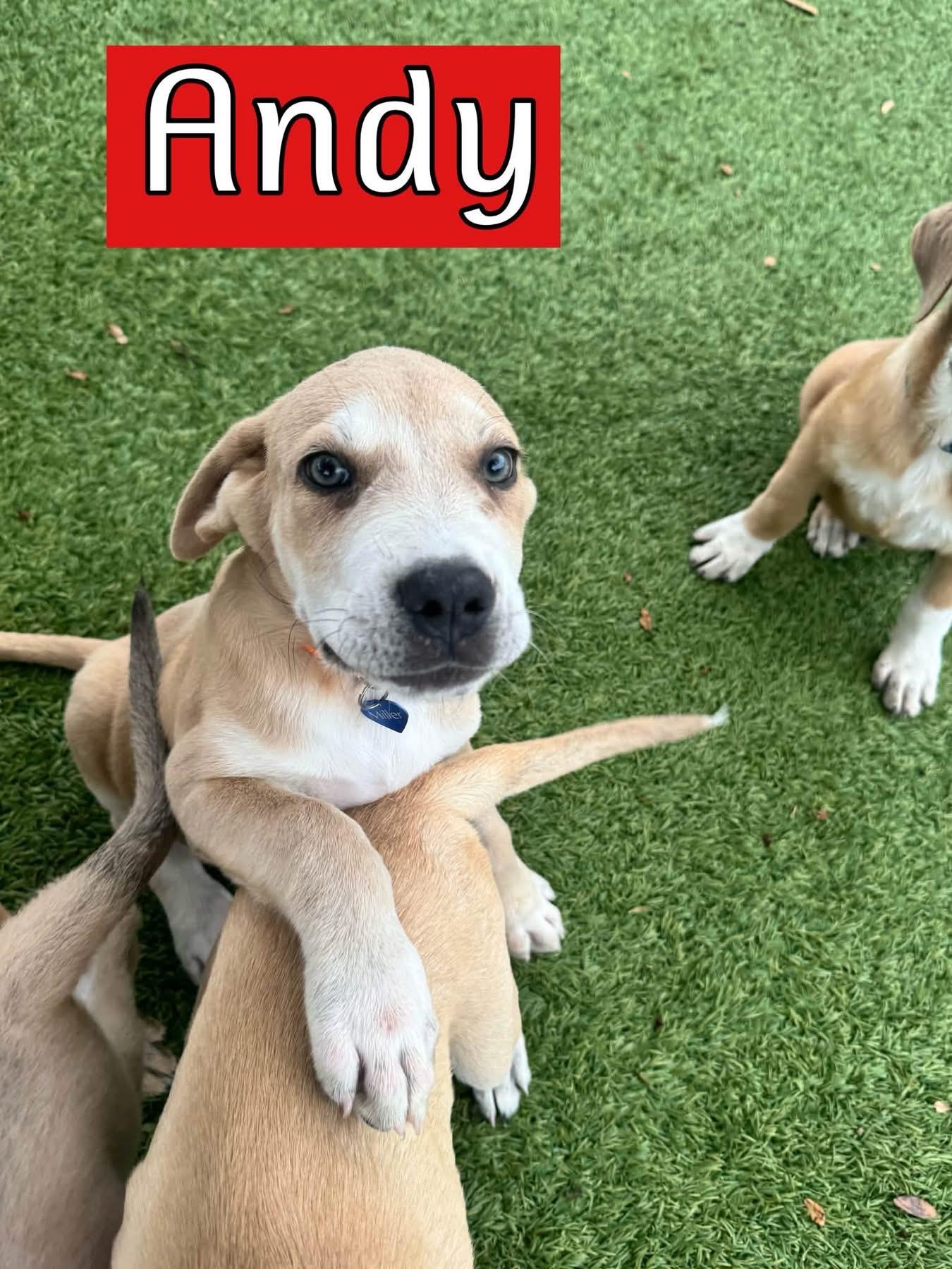 Andy, Adoptable, Puppy Male Hound.