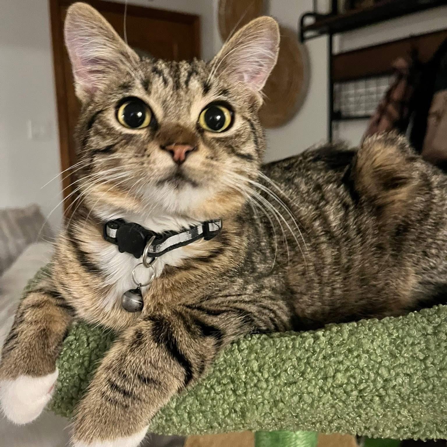 Fahad, adoptable, Young Male Domestic Short Hair & Tabby.