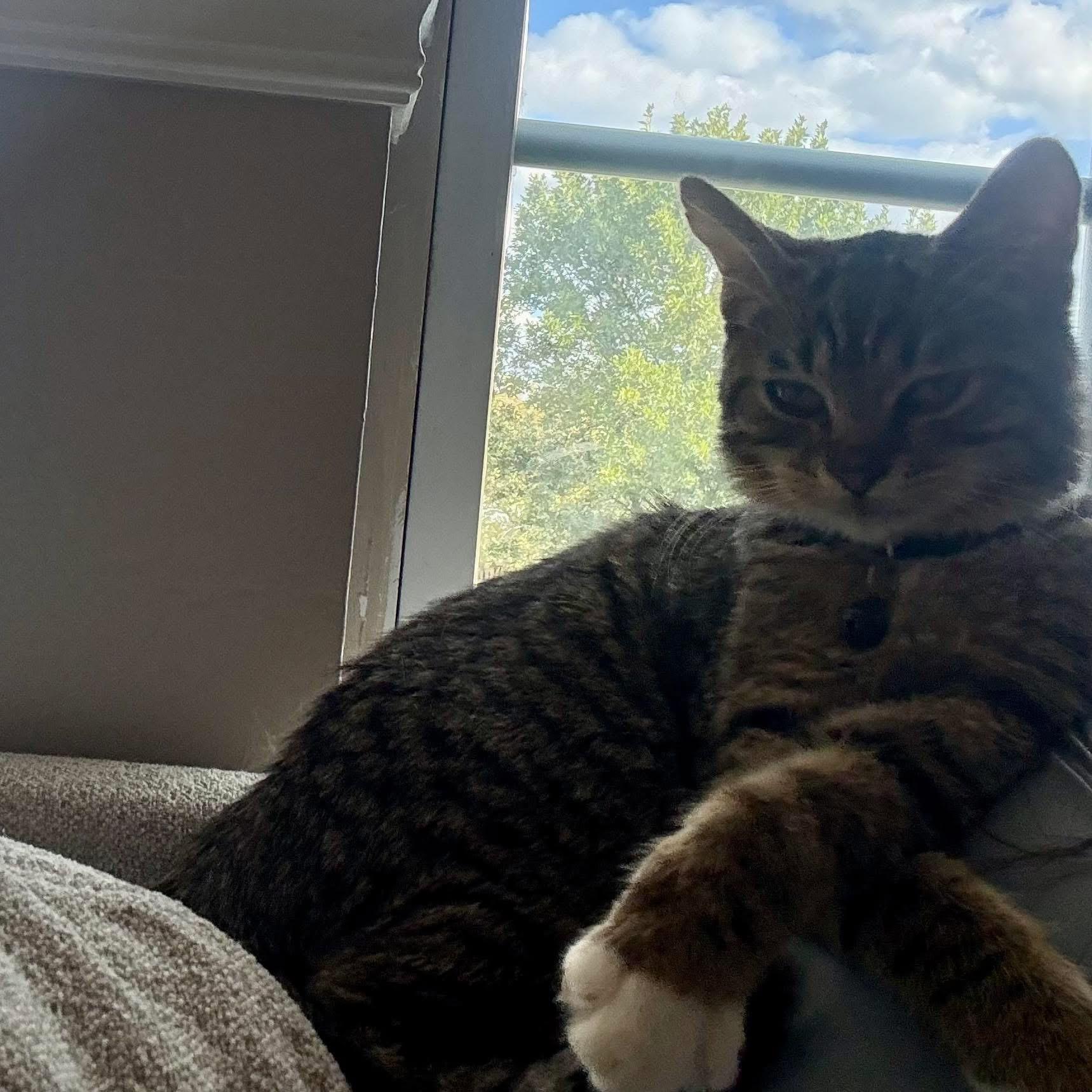 Fahad, an adoptable mixed breed in Lemont, IL image 4/4