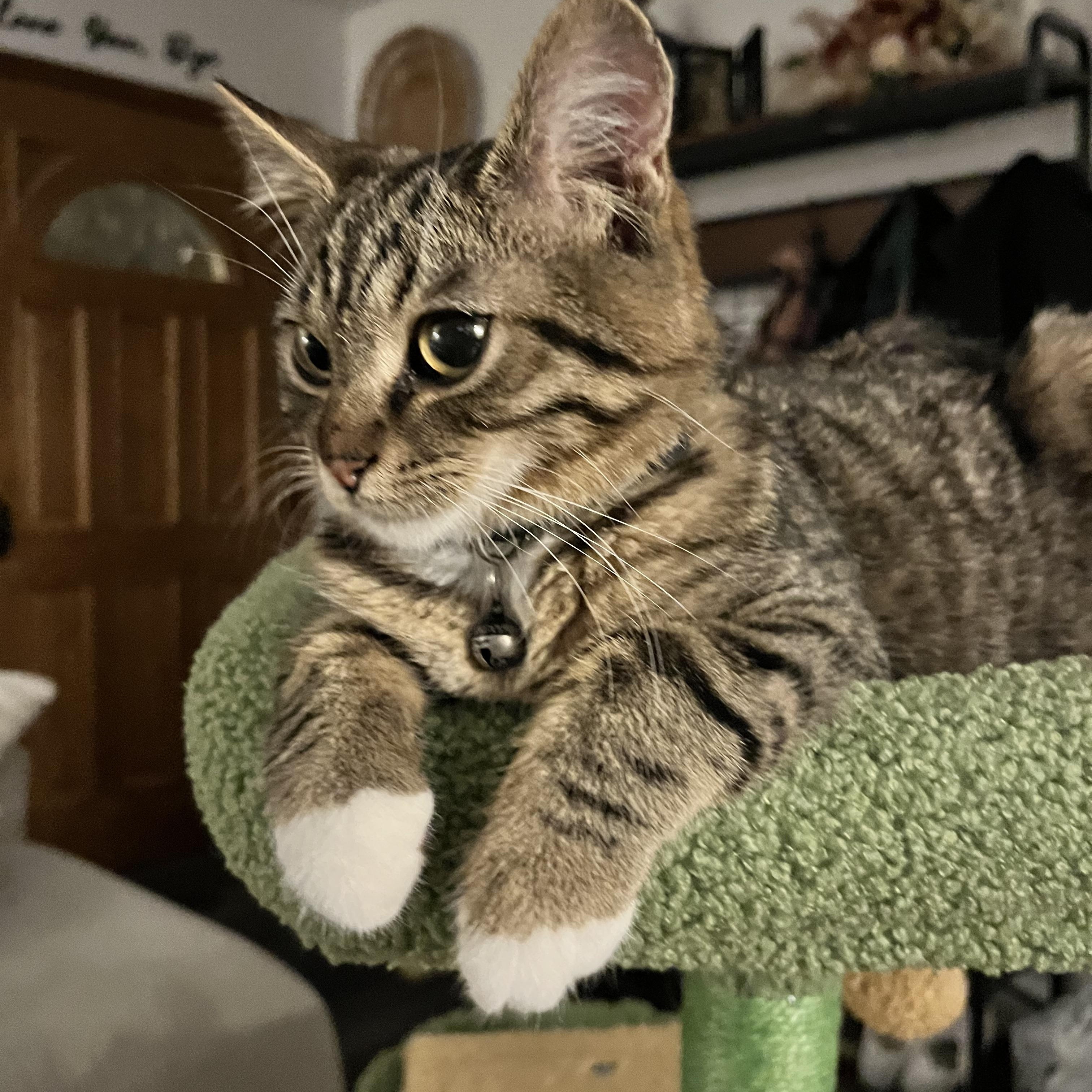 Fahad, an adoptable mixed breed in Lemont, IL image 2/4