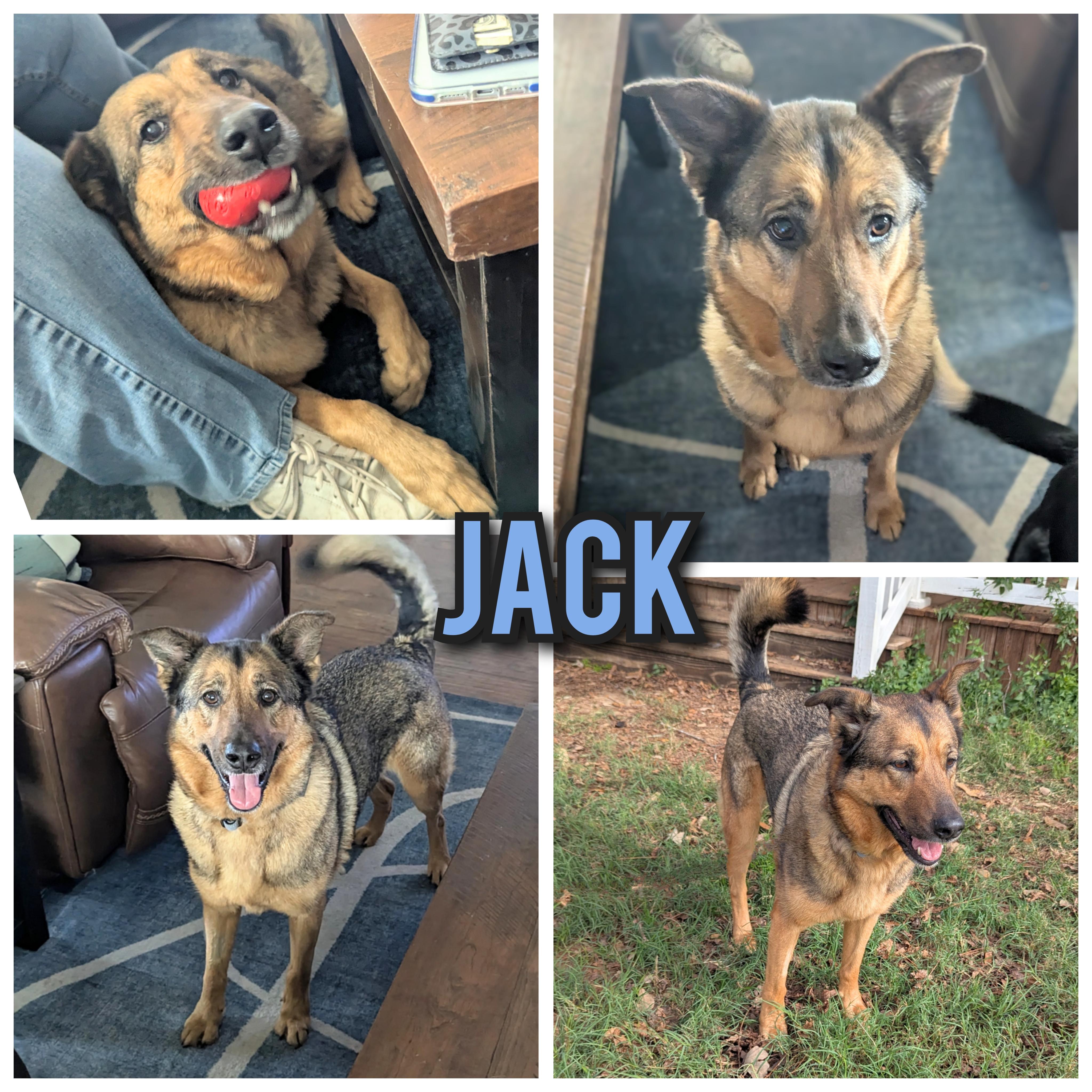 Dog for adoption - Jack, a German Shepherd Dog in Roanoke, VA | Petfinder