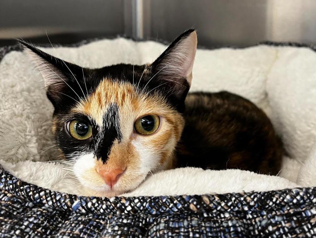 Enlarge Cookie, a Adopted mixed breed in Logan, UT image 1/1