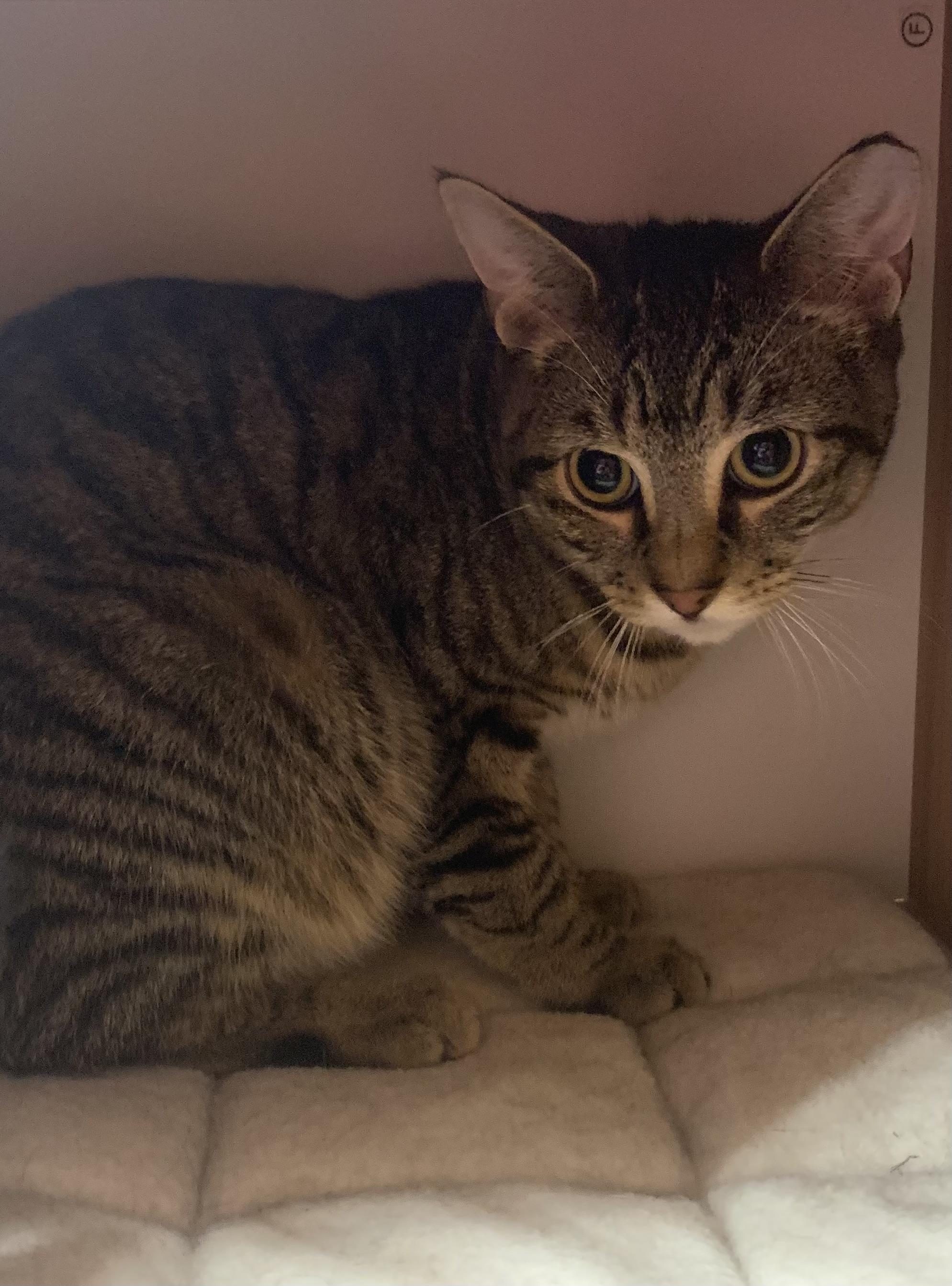 Gizmo, Adoptable, Young Male Domestic Short Hair.