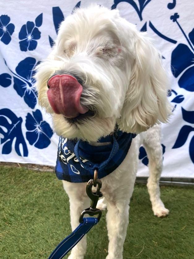 Maui — thumbnail 2