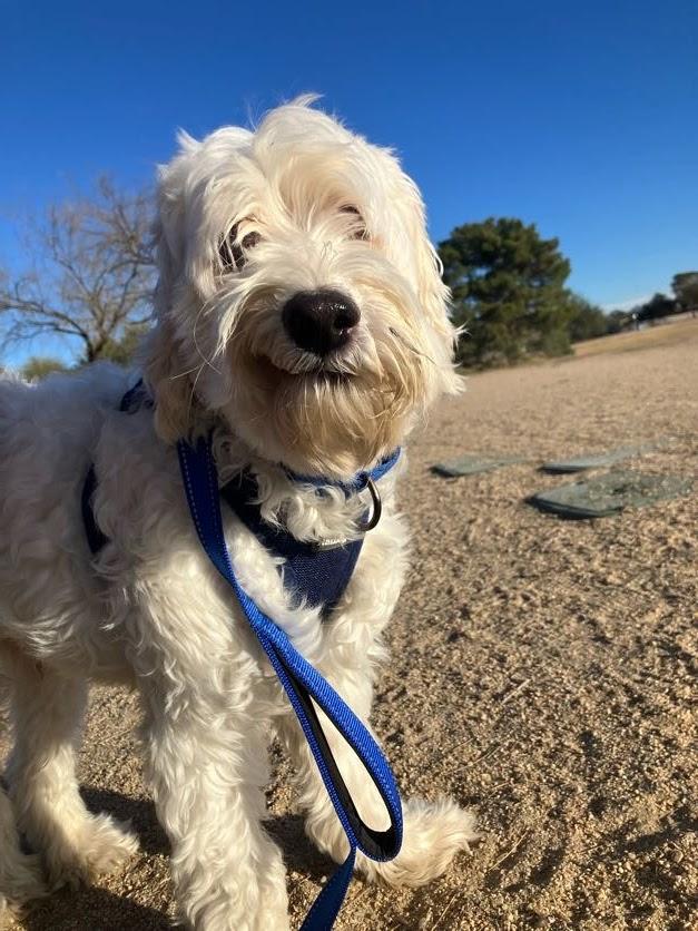 Enlarge Maui, an adoptable mixed breed in Scottsdale, AZ image 2/5