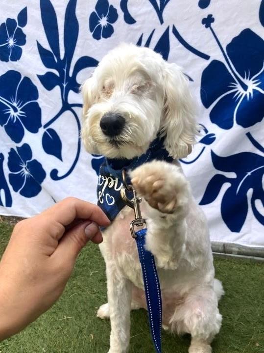 Enlarge Maui, an adoptable mixed breed in Scottsdale, AZ image 1/5