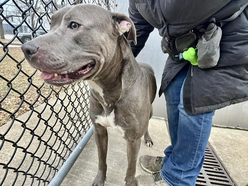 Nestor, a ADOPTABLE Pit Bull Terrier in Chicago, IL image 4/5