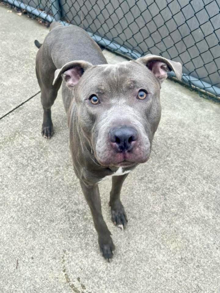 Nestor, a ADOPTABLE Pit Bull Terrier in Chicago, IL image 2/5