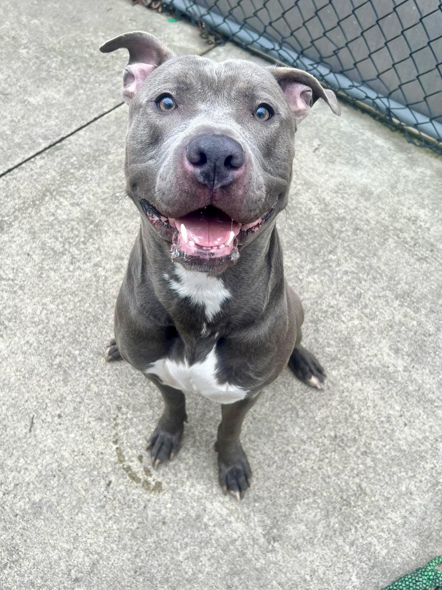 Nestor, a ADOPTABLE Pit Bull Terrier in Chicago, IL image 1/5