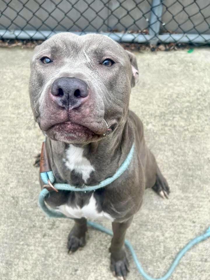 Nestor, a ADOPTABLE Pit Bull Terrier in Chicago, IL image 3/5