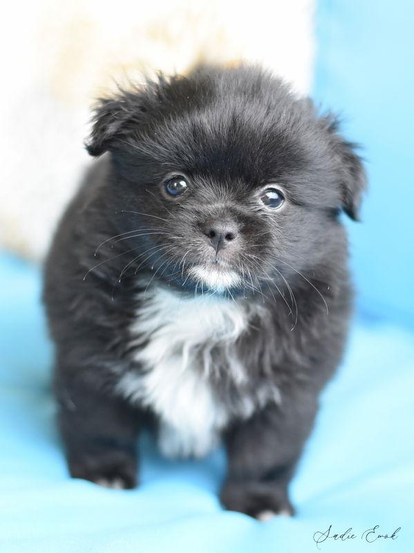 Sadie Ewok, Adopted, Puppy Female Pomeranian & Chihuahua.