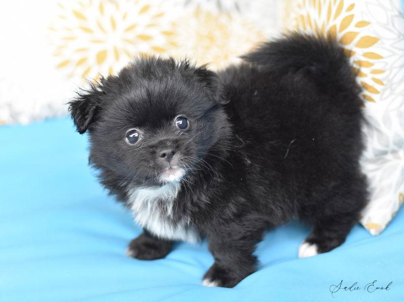 Sadie Ewok, Adopted, Puppy Female Pomeranian & Chihuahua.