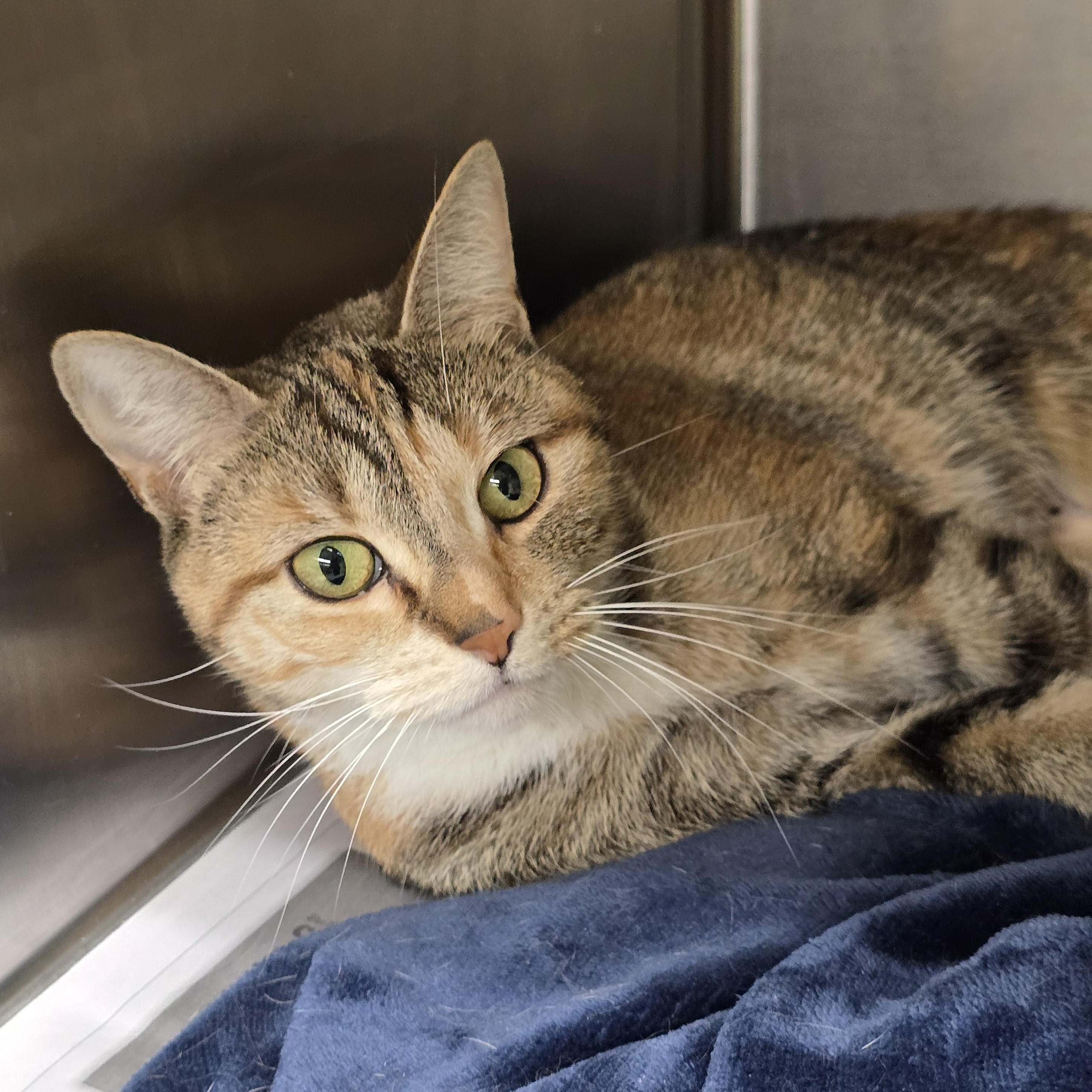 Enlarge Akira, a Adoptable Domestic Short Hair in Edison, NJ image 1/1