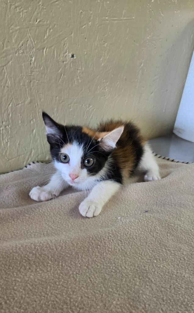 Cupcake, Adoptable, Kitten Female Domestic Medium Hair.