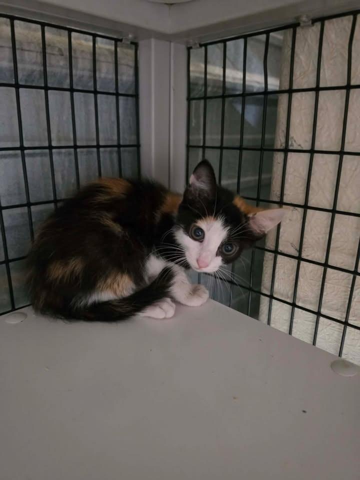 Enlarge Cupcake, a Adoptable mixed breed in Shelbyville, TN image 2/2