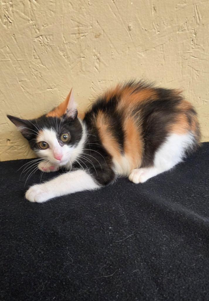 Cupcake, a Adoptable mixed breed in Shelbyville, TN image 3/3