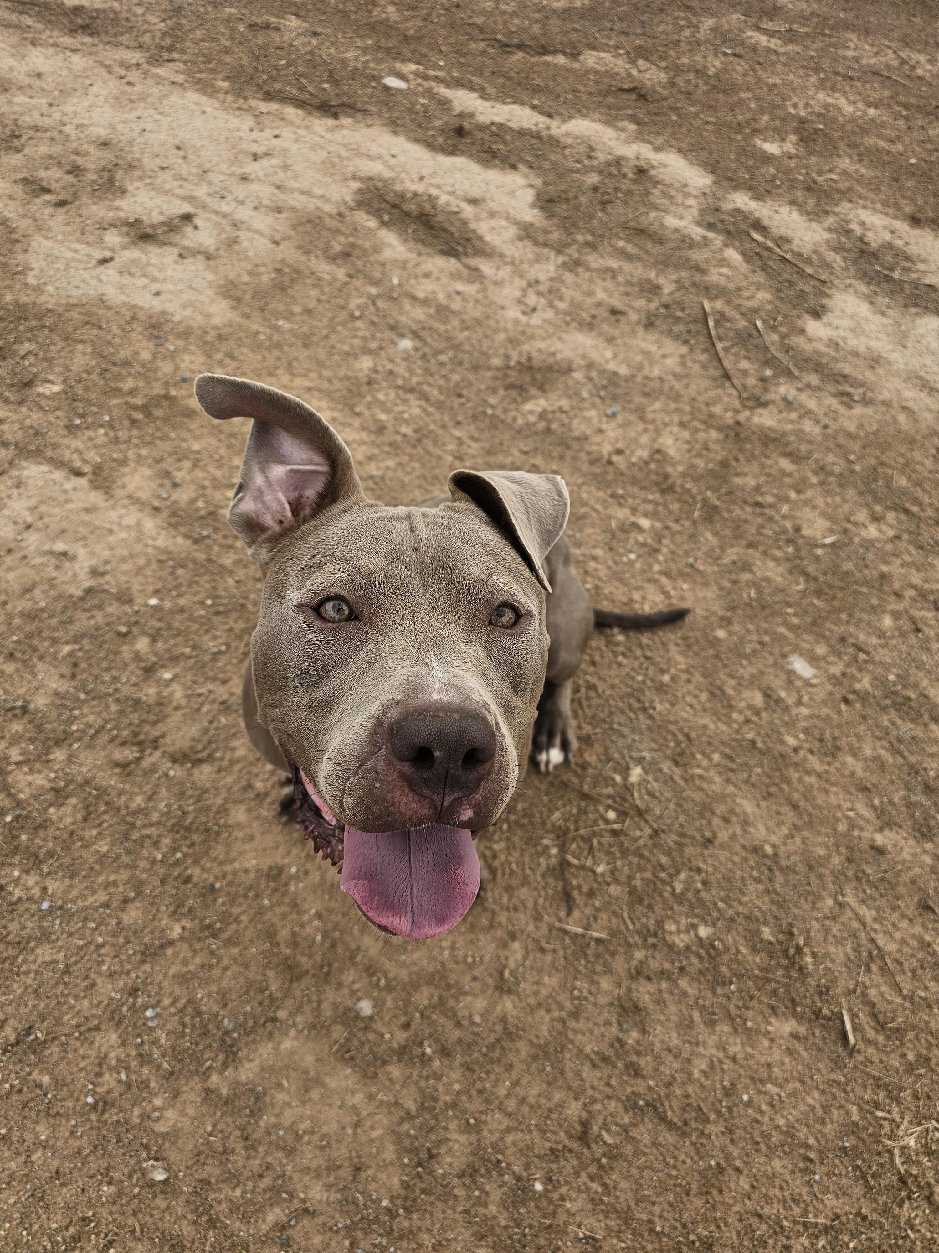 Enlarge Gemma, a Adoptable Pit Bull Terrier in Mesa, AZ image 1/1