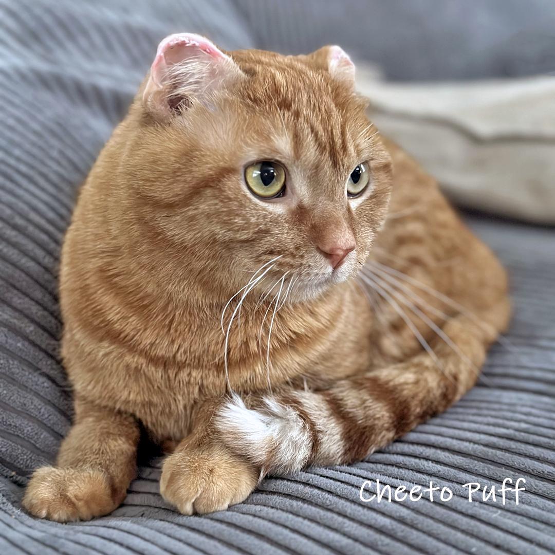 Enlarge Cheeto Puff, an adopted Domestic Short Hair in Chicago, IL image 2/4