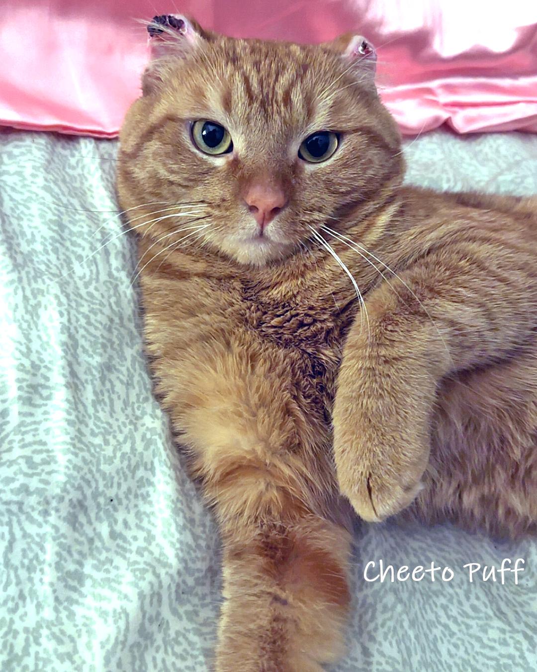 Enlarge Cheeto Puff, an adopted Domestic Short Hair in Chicago, IL image 4/4