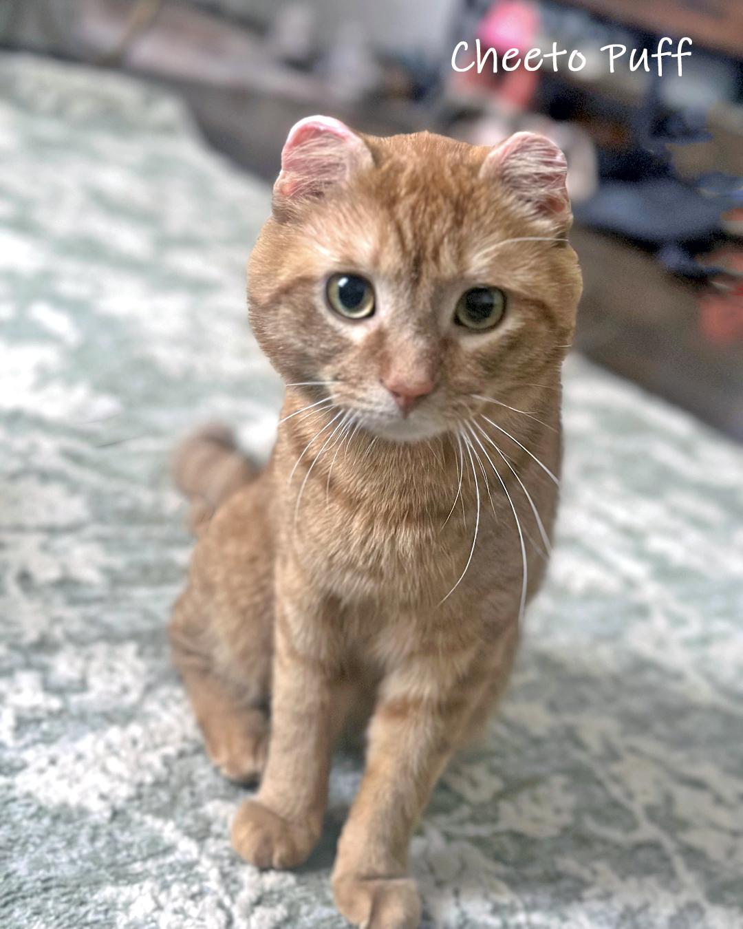 Enlarge Cheeto Puff, an adopted Domestic Short Hair in Chicago, IL image 1/4
