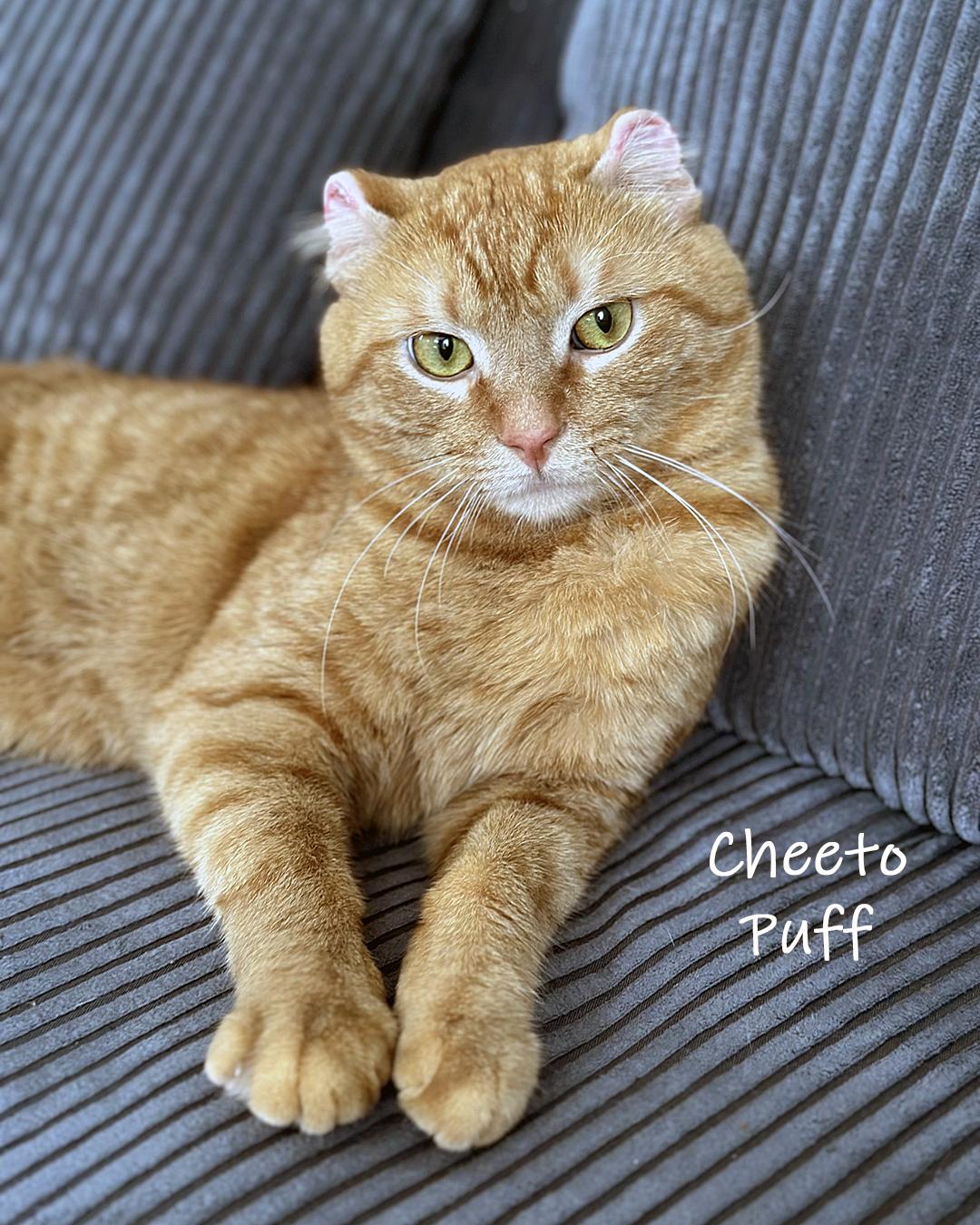 Enlarge Cheeto Puff, an adopted Domestic Short Hair in Chicago, IL image 3/4