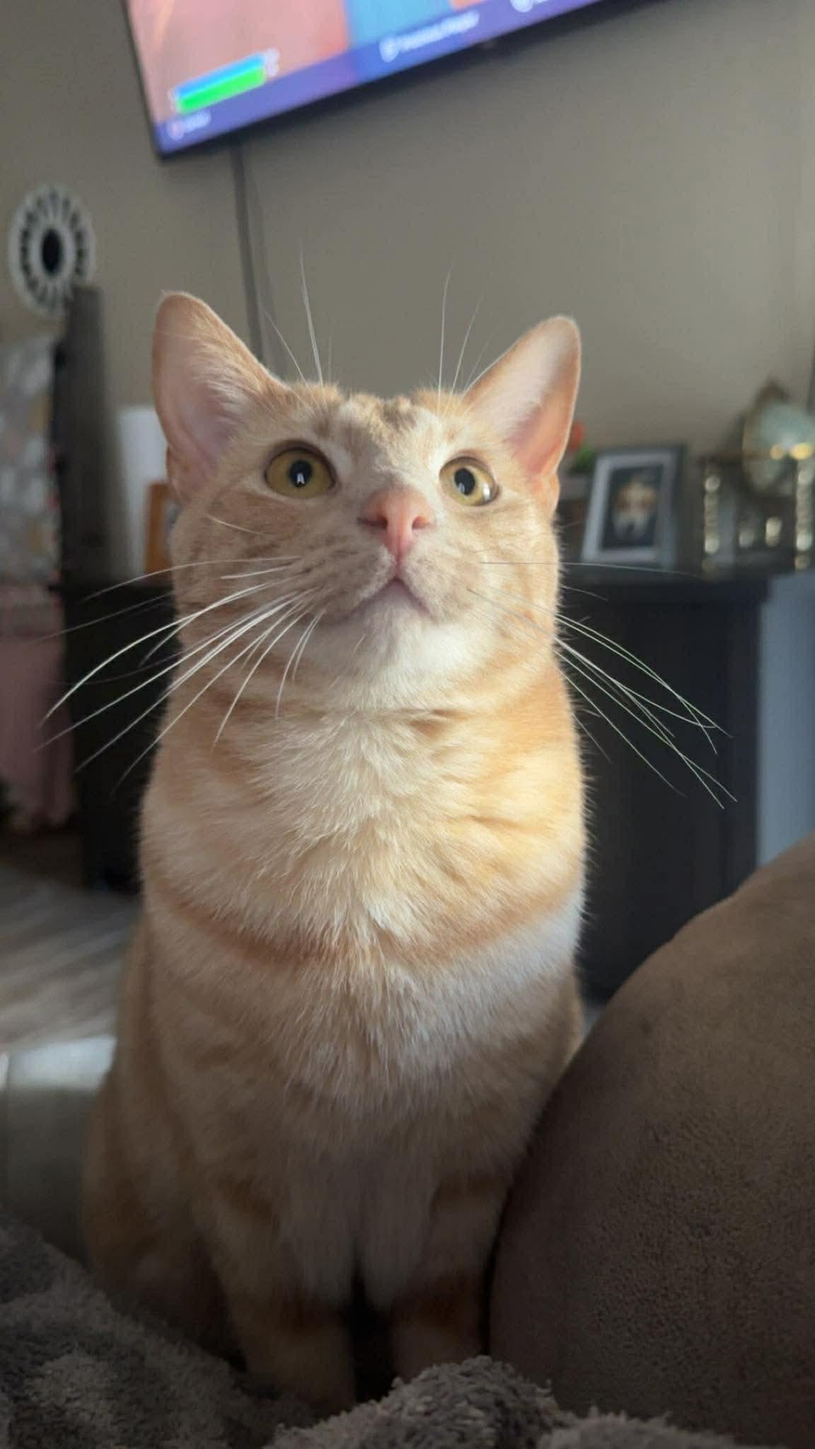 Enlarge Sage, a ADOPTABLE Domestic Short Hair in Atoka, TN image 1/3