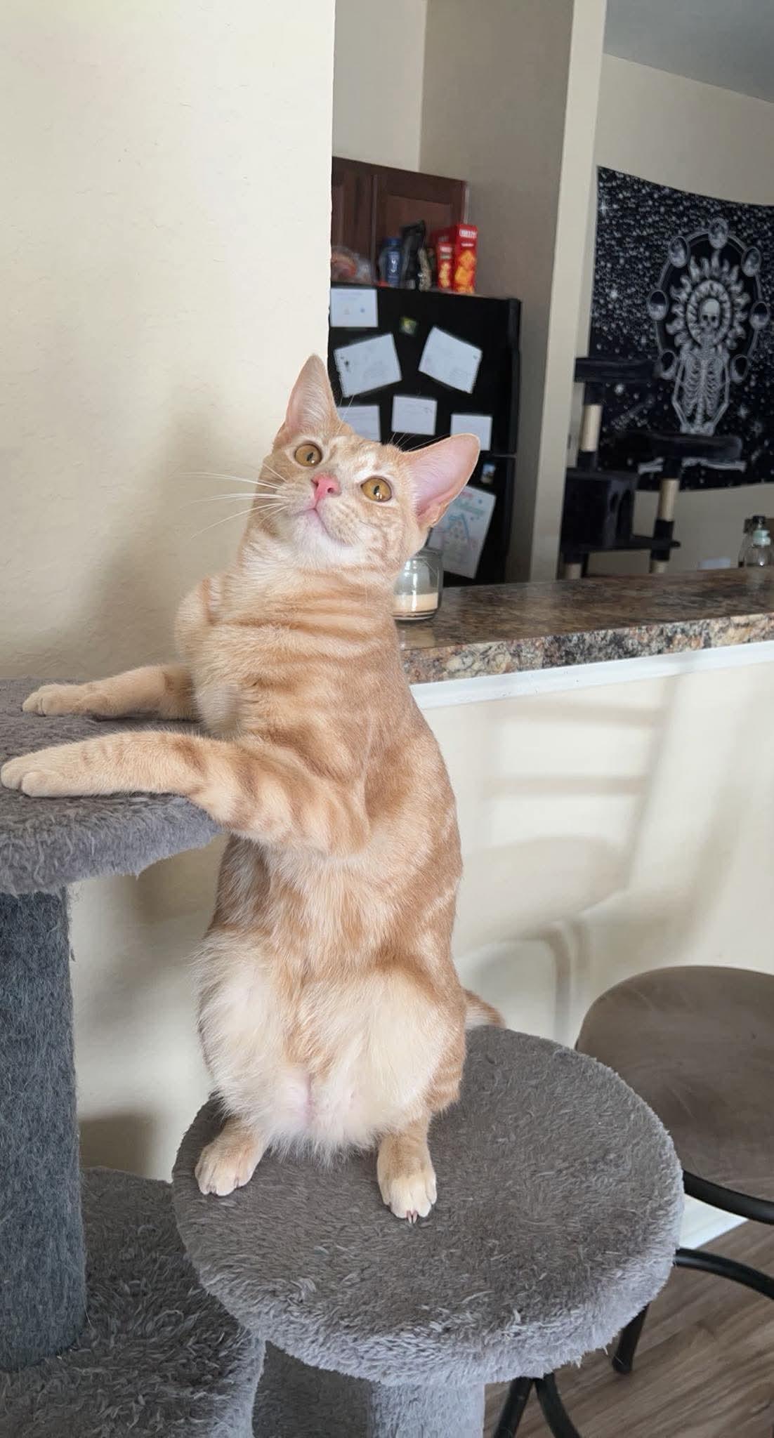 Enlarge Sage, a ADOPTABLE Domestic Short Hair in Atoka, TN image 2/3