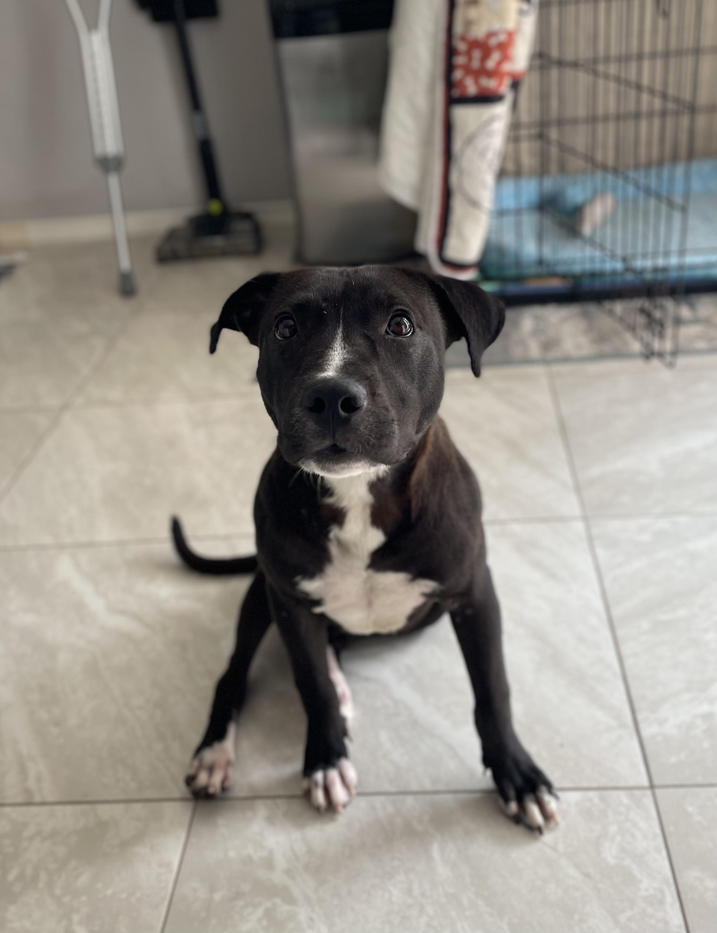 Alice, ADOPTABLE, Young Female Labrador Retriever.