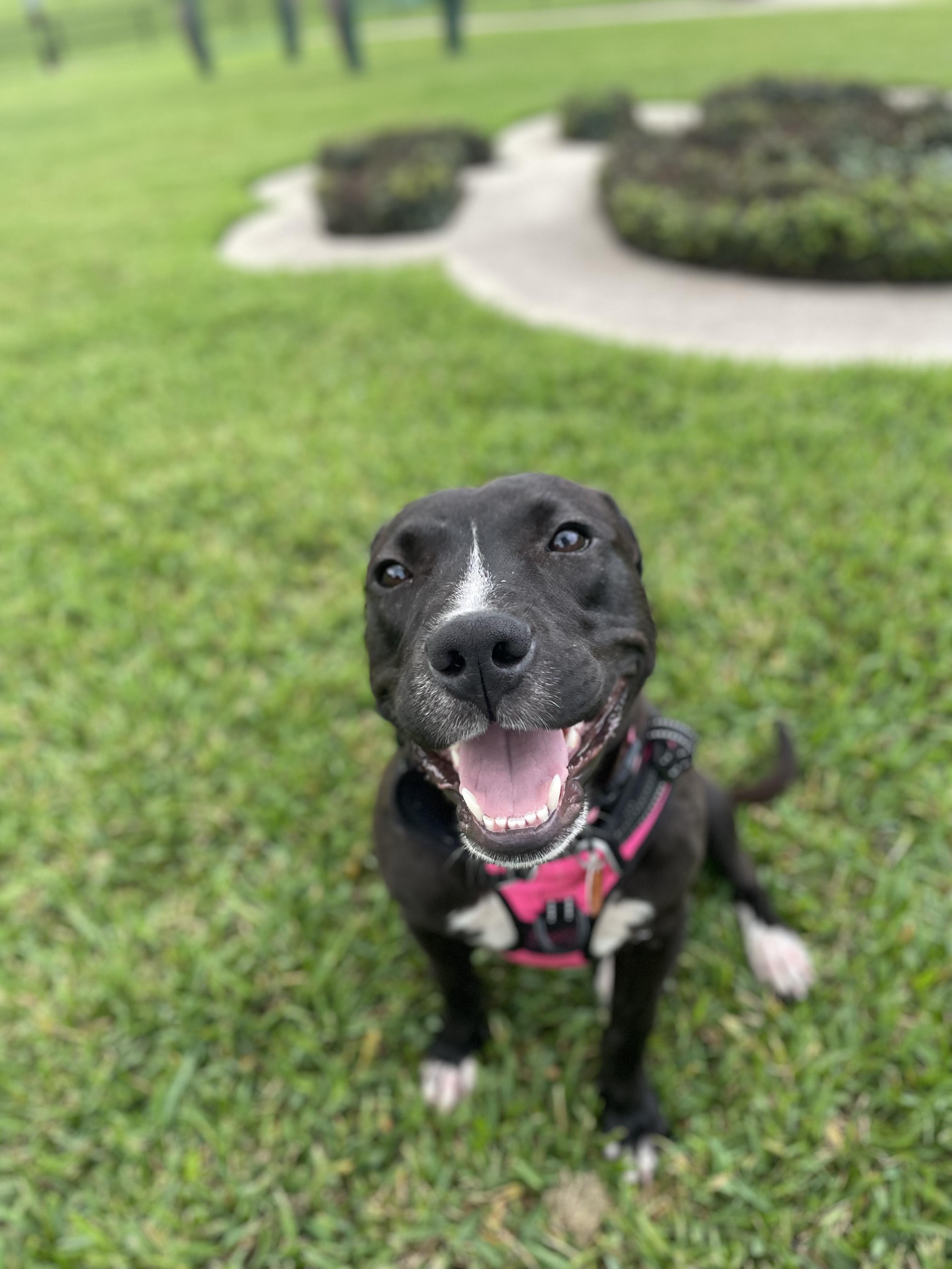 Enlarge Alice, a ADOPTABLE mixed breed in Commerce City, CO image 2/3