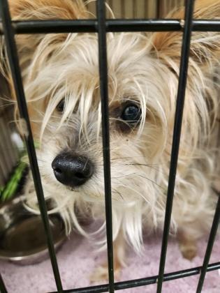 Brianna, Adoptable, Young Female Yorkshire Terrier & Mixed Breed.
