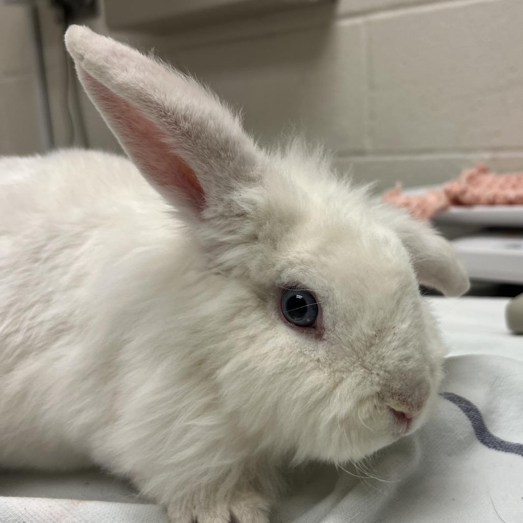 Enlarge Tres, a Adoptable Lionhead in Murray, UT image 1/2