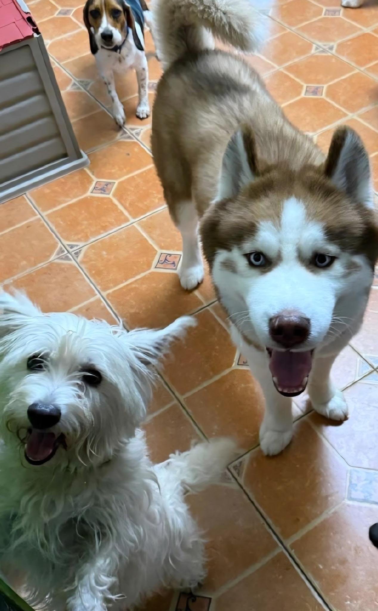 Opie, an adopted Siberian Husky in coral gables, FL image 1/4