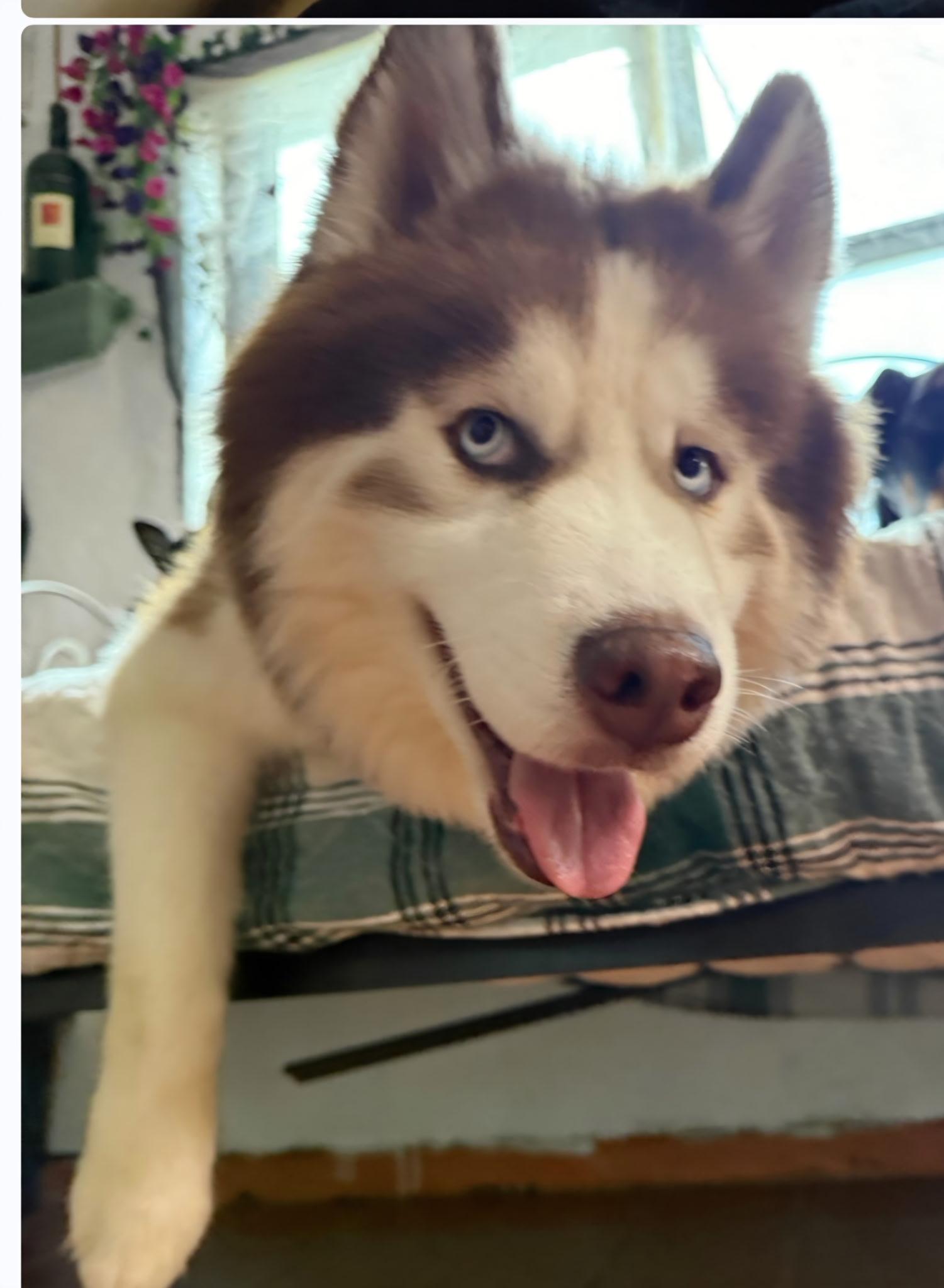 Opie, an adopted Siberian Husky in coral gables, FL image 2/4