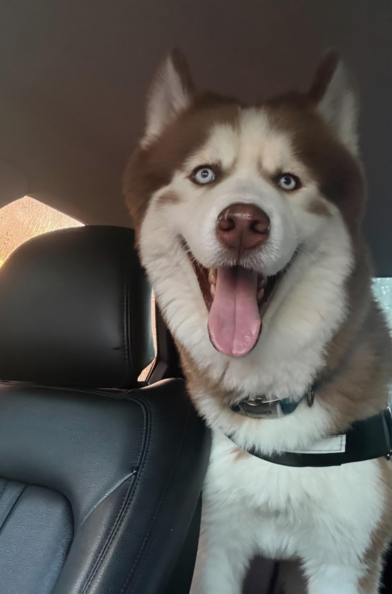 Opie, an adopted Siberian Husky in coral gables, FL image 4/4