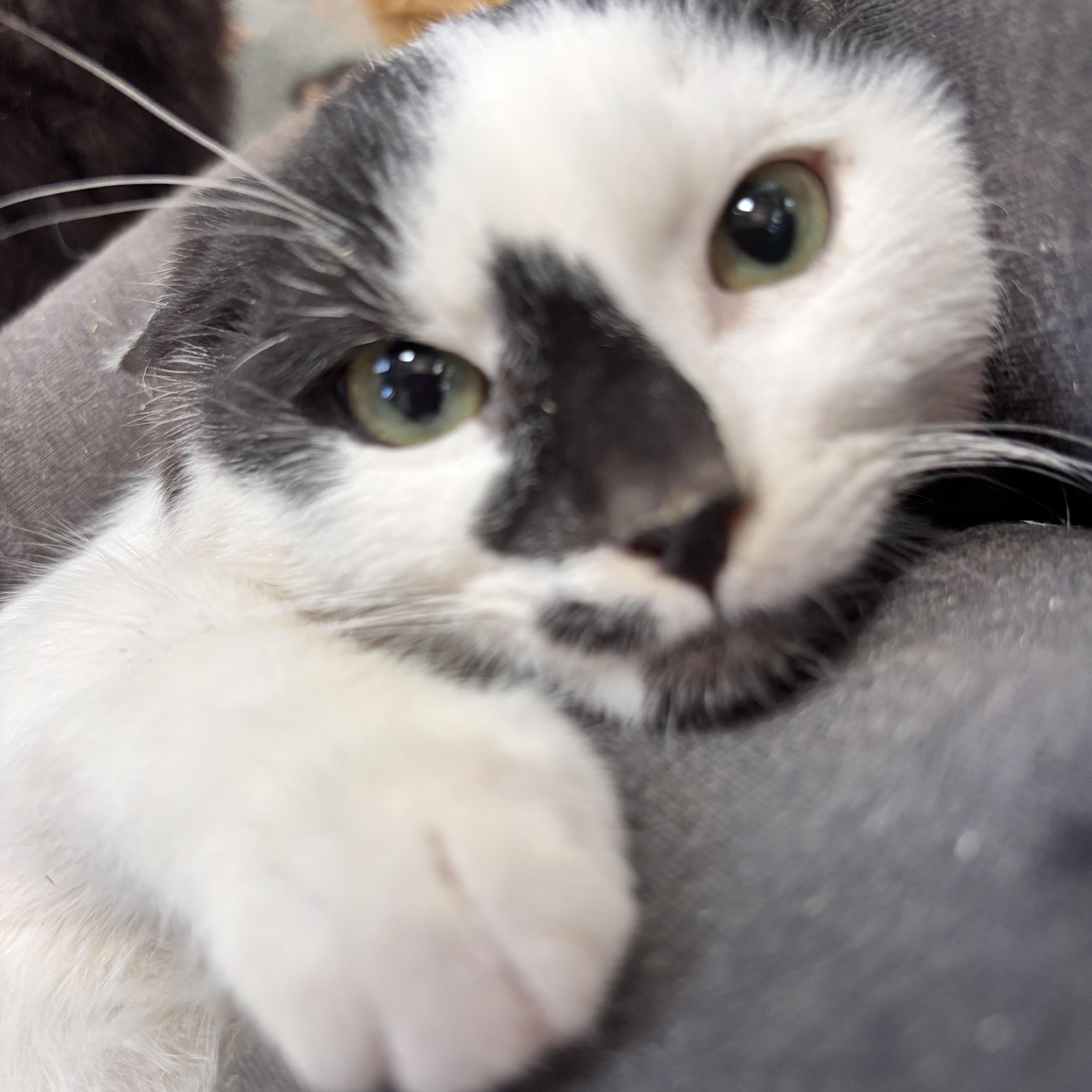 Moo, adoptable, Young Male Domestic Short Hair.